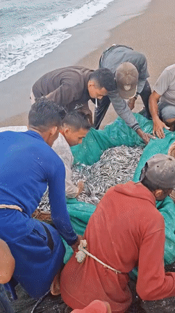 Community fishing operation brings in silver catch in Lhokseumawe
