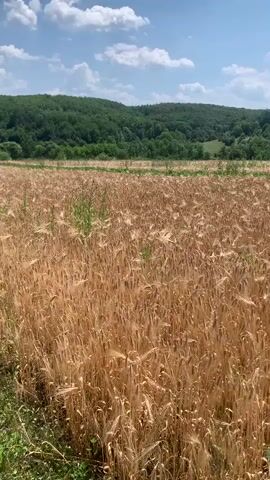 This is a video of a wheat field with a wooded hill in the background and a blue sky with white clouds above. The wheat is golden brown and appears to be ripe for harvest. The hill is covered in green trees. The sky is bright and sunny. There are no people or animals visible in the video. The camera is stationary, filming the scene from a low angle.