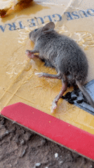 Mouse found dead on glue trap in Nkpor, Nigeria