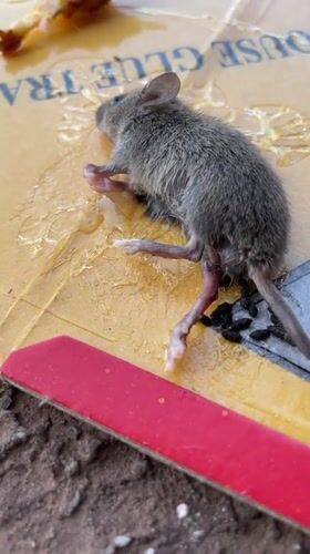 Mouse found dead on glue trap in Nkpor, Nigeria