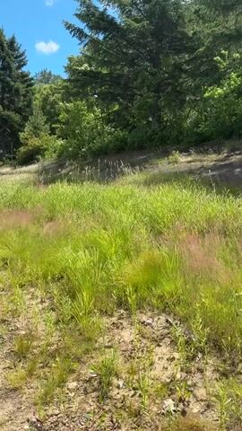 The video shows a path in a wooded area. Tall green trees and lush green grass are visible. The path is made of dirt and gravel, and there are some small plants growing on it. The sky is blue with a few white clouds. The video pans from left to right, showing the path and the surrounding vegetation.