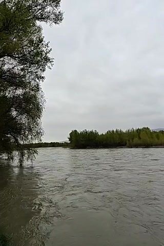 The video shows a wide, gray-brown river flowing towards the horizon on an overcast day. A tree with green leaves is visible on the left side of the frame, and a small island covered in trees sits in the middle of the river. The sky is mostly gray, and the river water appears slightly choppy.