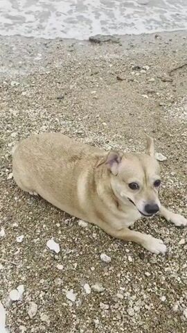 A small, tan dog lies on a pebble beach, with the ocean waves in the background. The dog is lying on its stomach with its front legs extended. The dog's head is turned to the right, and it appears to be looking at something off-camera. The dog's tongue is slightly sticking out. The beach is composed of small gray and white pebbles. The water is calm and appears to be a light gray color.
