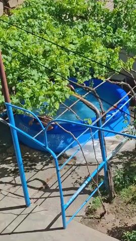 A person is in a blue inflatable pool under a green vine. The person is partially submerged in the water and appears to be moving around. The pool is in an outdoor setting, with sunlight illuminating the scene. A blue metal fence or railing is in the foreground.