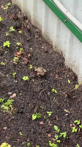 A toad is shown on the ground with small plants growing around it. A white wall with a green trim is visible in the background. The toad is stationary for most of the clip, then hops once.