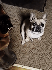 French Bulldog encounters ceramic dog figurines during indoor play session