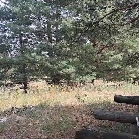 The video shows a peaceful forest scene with tall pine trees and dry grass. In the foreground, there are several large logs arranged horizontally, possibly forming part of a rustic bench or barrier. The lighting suggests it's daytime, with sunlight filtering through the trees. There are no people or animals visible in the short clip. The environment appears natural and undisturbed.