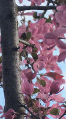 Spring blooms documented in Misaylovo residential area