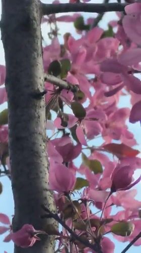 Spring blooms documented in Misaylovo residential area