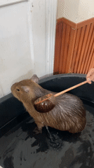 Capybara gets a soak in Nha Trang tub