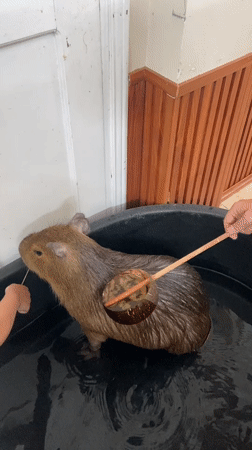 Capybara gets a soak in Nha Trang tub