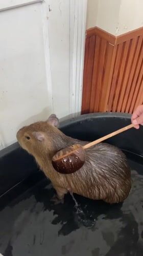 Capybara gets a soak in Nha Trang tub