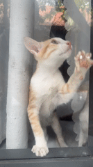 Kitten paws at window glass in Mũi Né