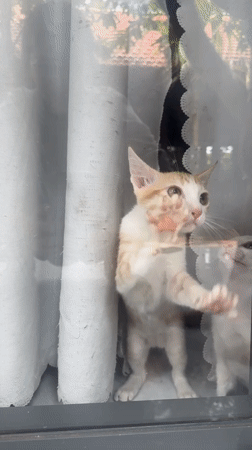 Kitten paws at window glass in Mũi Né