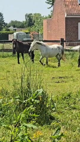 The video shows two horses in a grassy field. One horse is mostly white with some darker spots, and the other is dark brown. The white horse walks toward the camera. A fence separates the field from a brick building. The weather appears sunny. Some tall weeds and small plants are in the foreground, partially obstructing the view.