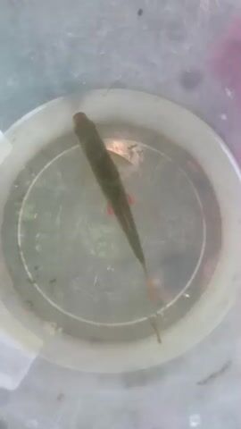 The media file shows a close-up, top-down view of a single small fish swimming in a clear plastic bucket filled with water. The fish is elongated and olive-green in color, with distinctive red fins. The bucket itself is translucent and shows signs of wear, with some scratches and perhaps algae on the interior surface. The water is clear, and the bottom of the bucket is visible, revealing some debris or aquatic plant matter. The background is out of focus, but appears to be an outdoor setting with dry grass or straw and possibly some muted colors that could suggest a natural environment or a rural area. There is no visible text. The lighting suggests it is daytime, possibly overcast or late afternoon, given the soft light and lack of harsh shadows. The overall mood is neutral, focusing on the observation of the fish in its temporary containment. The setting, given the mention of Kosy, Ukraine, implies a likely context of fishing or collecting aquatic specimens.