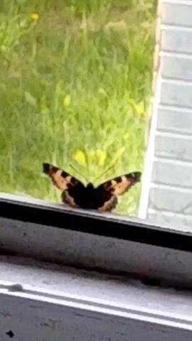 A butterfly with black, orange, and yellow wings rests on a windowsill. The background is blurry green grass.