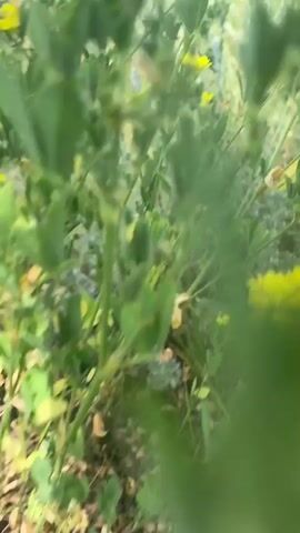 The video shows a close-up of green plants with small pink and yellow flowers in the foreground, then pans out to reveal a wide river with a tree-lined bank on the opposite side. The sky is blue with some white clouds. The camera angle is tilted.