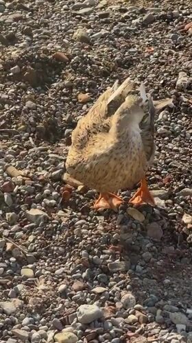 Ducks preening on Budva's rocky shoreline near the harbor