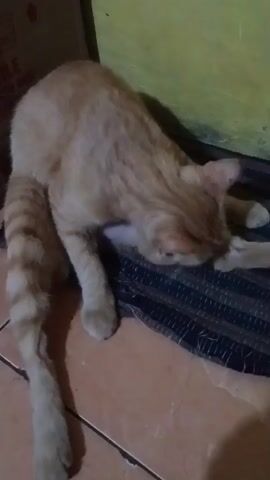 An orange tabby cat is lying on its side on a patterned cloth, with its head resting on the cloth and its eyes closed. The cat's front legs are tucked underneath its body, and its back legs are extended. The cat is in a room with a tiled floor and a yellow wall. The lighting is dim.