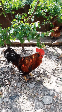 Rural farm animals and garden life documented in Ustyvytsia