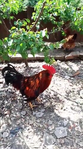 Rural farm animals and garden life documented in Ustyvytsia