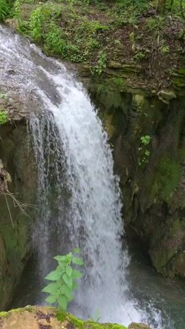 The video captures a serene natural scene in Bela, Bulgaria, featuring a cascading waterfall and a winding stream. The initial shot focuses on the waterfall, where clear water tumbles down a rocky face into a pool below. The surrounding rock formations are heavily adorned with lush green moss and various plants.

The camera then pans to the right, revealing the stream flowing away from the waterfall. The banks of the stream are steep and rocky, densely covered with vibrant green foliage, including hanging ivy that drapes down the cliffs. Tall, leafy trees form a dense canopy overhead, indicating a forested environment. The water in the stream appears clear and flows at a steady pace.

The scene is tranquil and evokes a sense of untouched nature, characteristic of a forest or ravine. No people or artificial objects are visible. The natural lighting suggests it is daytime, and the abundant greenery points to a moist, healthy ecosystem. There is no visible text.