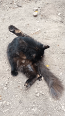 Tortoiseshell cat grooming observed in San Felipe, Venezuela