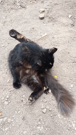 Tortoiseshell cat grooming observed in San Felipe, Venezuela