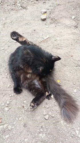 Tortoiseshell cat grooming observed in San Felipe, Venezuela