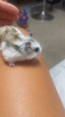 Fluffy hamster chills across various surfaces in Baranovka