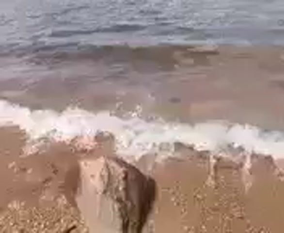 The video shows a shoreline with waves gently lapping the sandy beach. Two fishing rods are set up in the water, their tips angled upwards towards the sky. The water appears to be a murky brown color, and the sky is overcast. In the foreground, a large rock is partially submerged in the shallow water. The scene suggests a peaceful, solitary fishing trip.