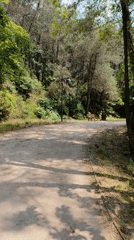 Peaceful forest walk documented in Sarıyer park, Turkey