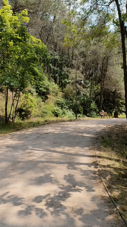 Peaceful forest walk documented in Sarıyer park, Turkey