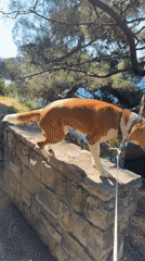 Dog walker spotted near Montenegro's Sveti Stefan coastline