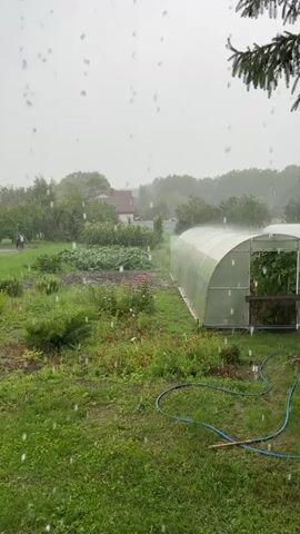 The video shows a garden on a rainy day. The rain is visible as streaks in the air. In the foreground, there is green grass. In the middle ground, there is a garden with plants and flowers, and a greenhouse. In the background, there are trees and houses. A blue hose is lying on the grass in the foreground.