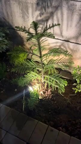 A small, coniferous tree, possibly a Norfolk Island pine seedling, is illuminated by a small, bright light at its base. The tree is planted in dark soil, surrounded by other greenery and a paved walkway made of interlocking stones. The background features a textured, grey wall with shadows cast upon it, suggesting an outdoor night setting. The camera appears to be positioned slightly above and to the side of the tree, offering a clear view of its structure and the surrounding area. The overall atmosphere is calm and serene, with the light creating a focused spotlight effect on the young tree.