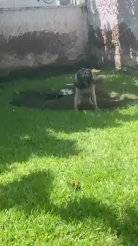 A large, gray and white dog with a thick coat stands in a grassy area, barking loudly. The dog is standing in an area where the grass is thin, exposing the soil. Behind the dog is a dirty, textured wall, with a fence running along the top. The camera then pans to the right, showing a white generator, several overturned terracotta pots, a tree, and the corner of a dark-colored car. The dog continues to bark throughout the video. The scene is set outdoors during the daytime, with bright sunlight casting shadows on the grass.