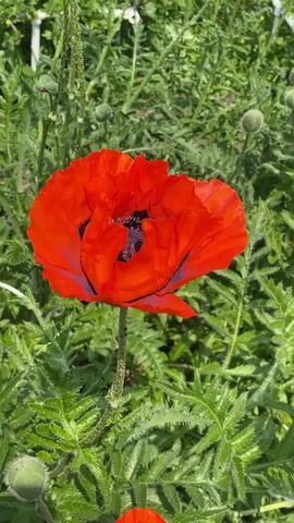 A close-up shot focuses on a vibrant red poppy in full bloom. The flower's petals are crinkled and delicate, revealing a dark, almost black center. The poppy is surrounded by lush green foliage and several smaller, unopened buds. The background is a blur of greenery, suggesting the flower is part of a larger garden or field. The lighting is bright, indicating it's daytime. The camera appears to be static or subtly moving to capture the details of the flower.