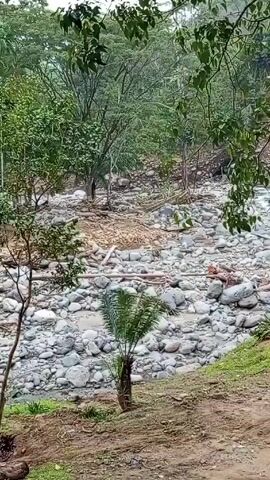 The video shows a rocky riverbed with water flowing through it. The riverbed is surrounded by trees and greenery. The riverbed has a lot of stones and some logs, and the surrounding trees are visible in the background. The scene appears to be the aftermath of a flood. The video shows the damage caused by the flood. The banks of the river have been eroded, exposing the dirt.