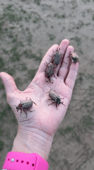 Children collect May beetles with nets in Chaikovsky, Russia