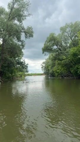 The video displays a river scene under an overcast sky. The river, with greenish-brown water, is bordered by dense green trees on both banks. A large, fallen tree branch is partially submerged in the water in the foreground. In the mid-distance, several individuals are seen on stand-up paddleboards, paddling away from the viewer. At least three distinct figures are visible on paddleboards, two wearing red shirts and one in a darker top. In the far background, beyond the river and trees, a more open area with what appears to be utility poles is visible.