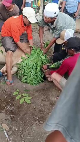 A group of men is gathered around a cow lying on the ground. One man in an orange shirt and white hat is sitting on the cow, placing green leaves on its body. Another man in a white hat is standing nearby, looking down at the cow. Other men are also present, some holding ropes or standing around. The ground is dirt, and there are some scattered leaves. The scene appears to be an outdoor event or ritual.