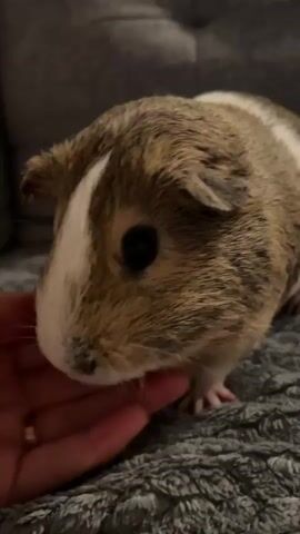 The video shows a close-up, low-angle shot of a guinea pig. The guinea pig has brown, white, and black fur. It is facing the camera, with its head tilted slightly to the left. A human hand is visible in the foreground, gently stroking the guinea pig's chin. The guinea pig appears calm and relaxed. The background is a blurry gray surface, possibly a sofa or blanket. The lighting is dim.