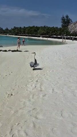 The video shows a gray heron standing on a sandy beach with its wings partially spread, seemingly drying itself. In the background, there is a turquoise body of water with a few people walking along the shore. Palm trees and beach umbrellas are visible in the distance, suggesting a tropical or resort-like setting. The sky is blue with some clouds, indicating a sunny day. A woman in a swimsuit is walking along the beach towards the heron, and another person is seen walking along the shoreline in the distance. The sand is white and clean, with a few scattered footprints.