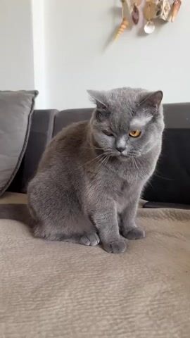 A person's hand is visible at the top of the frame, holding a small gray object. A grey cat with orange eyes is sitting on a brown textured surface, likely a sofa or couch. The cat is looking upwards at the object in the hand, its head tilted back as if it is about to interact with it. In the background, a dark sofa is visible, and above that, a wall with some decorative items, possibly shells and small ornaments. The scene appears to be indoors, with natural light suggesting it could be daytime. The cat's expression and posture suggest curiosity and anticipation. The cat then stands up on its hind legs, reaching for the object. The overall tone is playful and interactive, likely a moment of engagement between the person and the cat. There is no visible text in the media.