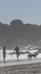 Morning beach recreation with dogs at Hout Bay