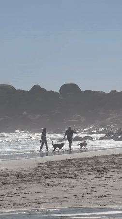 Morning beach recreation with dogs at Hout Bay