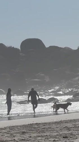 Morning beach recreation with dogs at Hout Bay