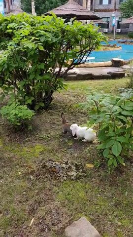 The video shows two rabbits in an outdoor grassy area. One rabbit is brown and the other is white. The brown rabbit is facing away from the camera and the white rabbit is facing towards the brown rabbit. The rabbits appear to be interacting. In the background, there is a blue swimming pool, some rocks, and greenery. The video is taken from a slightly elevated angle.